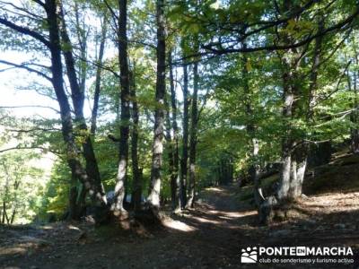 El Castañar de El Tiemblo , Un bosque mágico;grupo de montaña madrid;clubs de senderismo